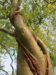 Salix babylonica tortuosa