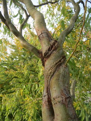 Salix babylonica tortuosa