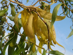 Salix babylonica tortuosa