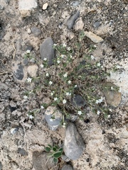 Euploca confertifolia