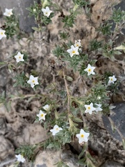 Euploca confertifolia