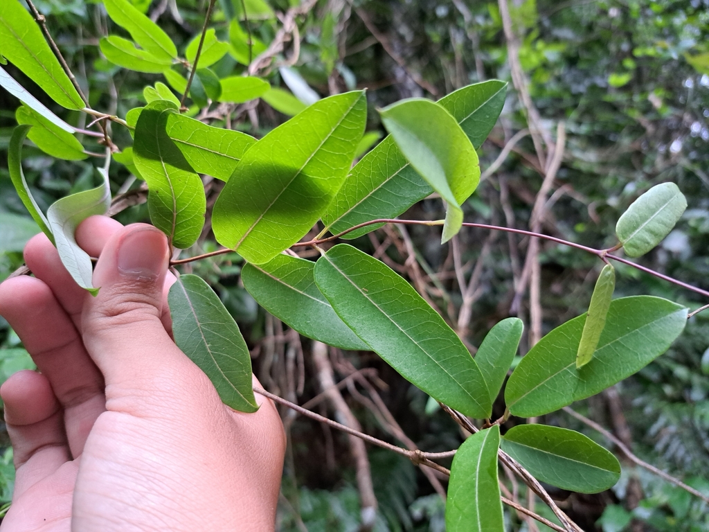 Cryptolepis sinensis; photograph (c) vrxz, some rights reserved (CC BY-SA)