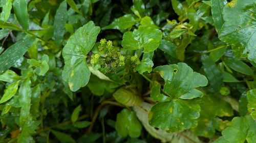 Hydrocotyle javanica iNat (1)