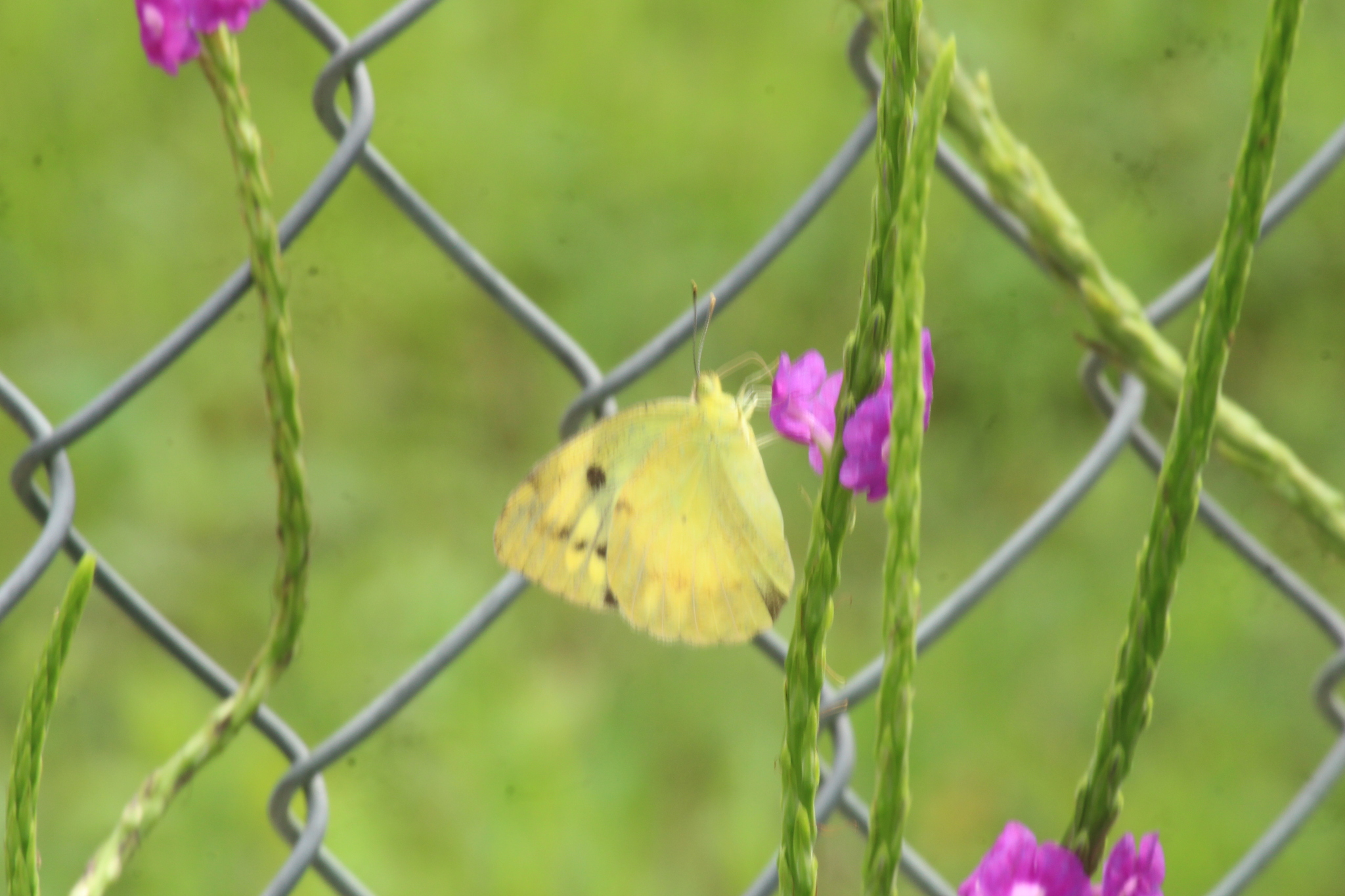 Yellow Orange-Tip