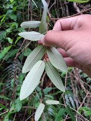 (c) vrxz, some rights reserved (CC BY-SA) Cryptolepis sinensis, photograph (c) vrxz, some rights reserved (CC BY-SA)