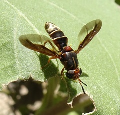 Hermetia comstocki