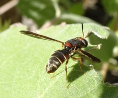 Hermetia comstocki