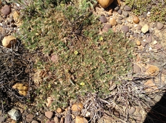 Lotononis gracilifolia