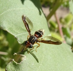 Hermetia comstocki