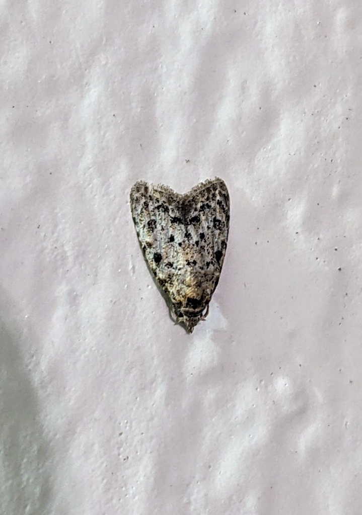 Inouenola micropuncta