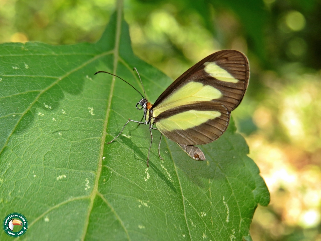 Aeria olena