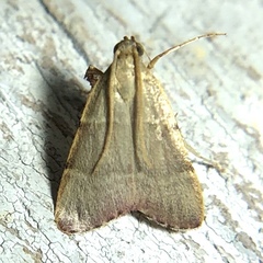 Basacallis tarachodes