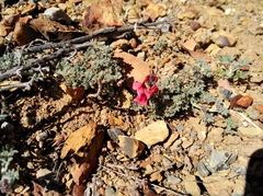Indigofera burchellii
