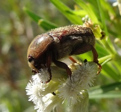 Euphoria leucographa