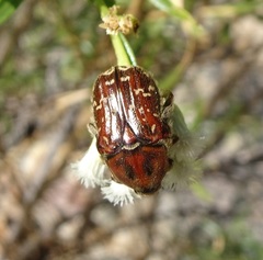 Euphoria leucographa