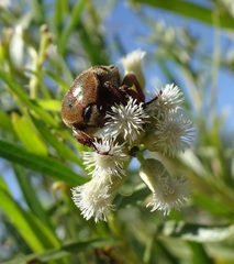 Euphoria leucographa