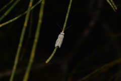Philobota thiocrossa