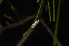 Philobota thiocrossa