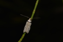 Philobota thiocrossa