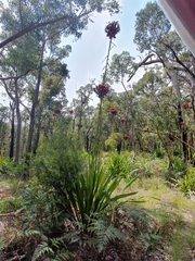 Doryanthes excelsa