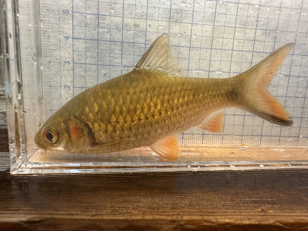 Javaen barb (Systomus rubripinnis) — Cyprinidae