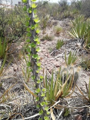 Fouquieria splendens