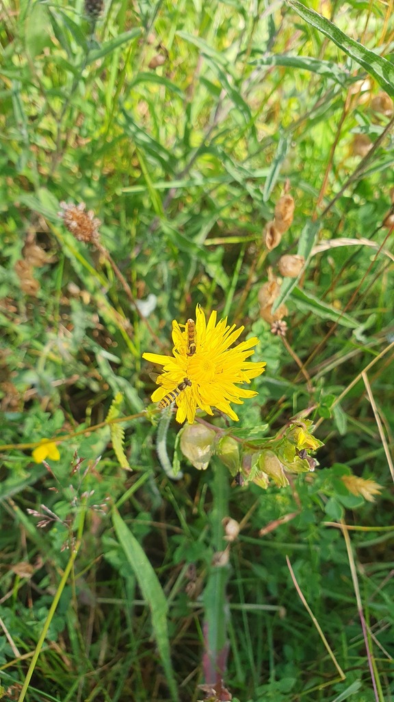 Sphaerophoria taeniata