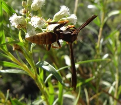 Polistes comanchus navajoe