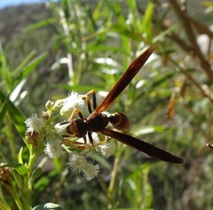 Polistes comanchus navajoe