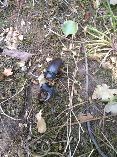 European Stag Beetle