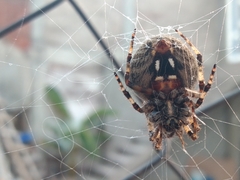 Neoscona