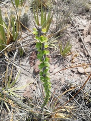 Fouquieria splendens