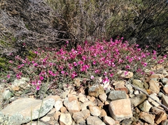Indigofera meyeriana