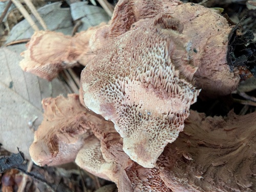 Hapalopilus rutilans