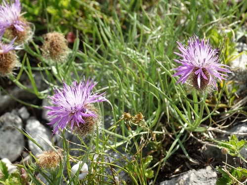 Centaurea parilica
