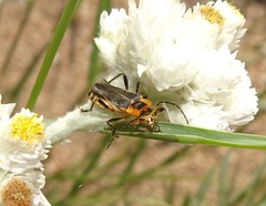 Chauliognathus obscurus