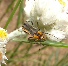Chauliognathus obscurus