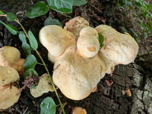 Laetiporus versisporus