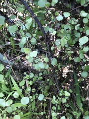 Muehlenbeckia complexa