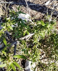 Quercus vaseyana