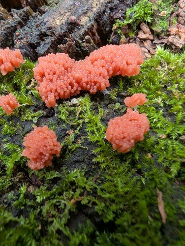 Tubifera ferruginosa