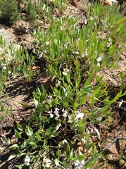 Pelargonium lanceolatum