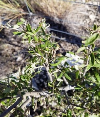 Quercus vaseyana