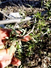 Quercus vaseyana