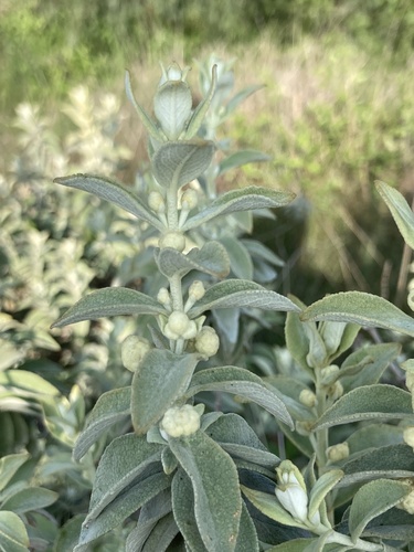 Buddleja perfoliata (Buddleja perfoliata)
