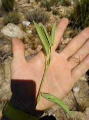 Pelargonium lanceolatum