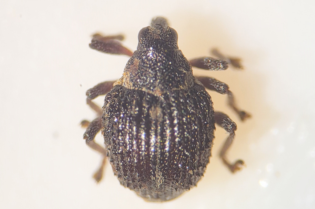 Neophytobius muricatus