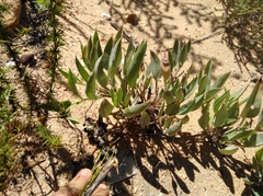 Pelargonium lanceolatum