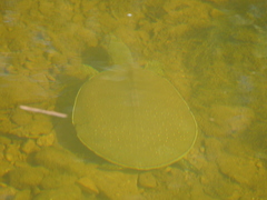 Apalone spinifera pallida