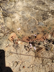 Indigofera cerasiflora
